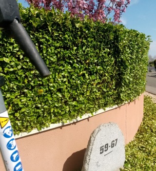 Expert Hedge Trimming South Dublin - Atlas Gardening and Steam Cleaning