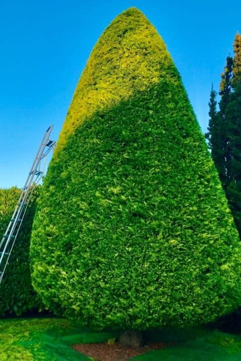 Dublin Hedging Services from Atlas Gardening and Steam Cleaning