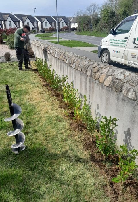 Hedge Planting Service Dublin, Hedging Services - Atlas Gardening and Steam Cleaning