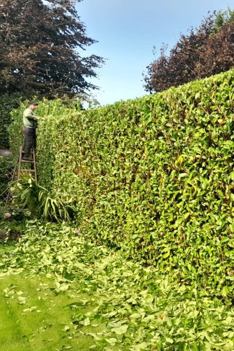 Hedge Trimming Service Dublin, Hedging Services by Atlas Gardening