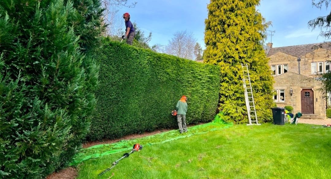 Hedging Services Dublin, Hedge Trimming, Hedge Planting and Hedge Removal