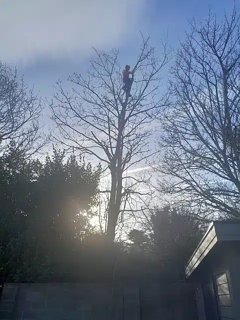Dublin Tree Services, Expert Tree Care Dublin Tree Services, Expert Tree Care