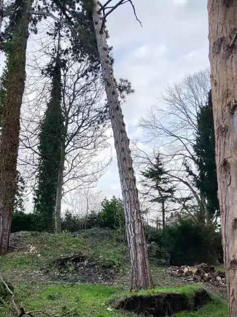 Emergency Tree Services Dublin, Dangerous Tree Removal Emergency Tree Services Dublin, Dangerous Tree Removal