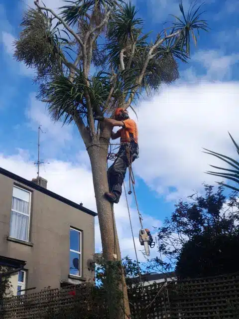 Tree Care Services Dublin, Tree pruning and maintenance Tree Care Services Dublin, Tree pruning and maintenance