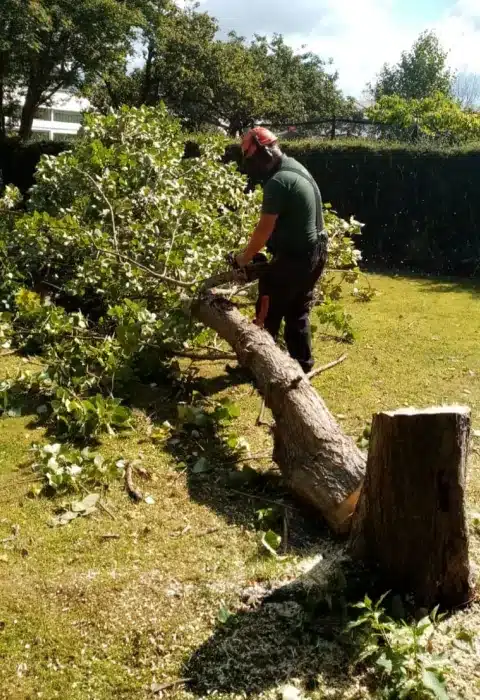 Tree Felling and Removal Service Dublin Tree Felling and Removal Service Dublin