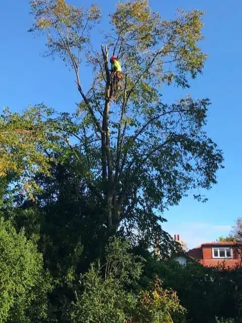 Tree Topping & Height Reduction Dublin Tree Topping & Height Reduction Dublin