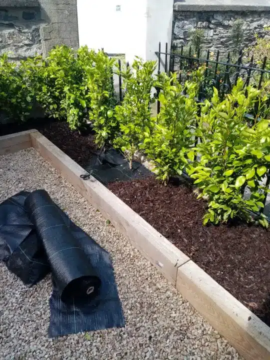 Gardening Services Dublin, new hedge planted in raised bed