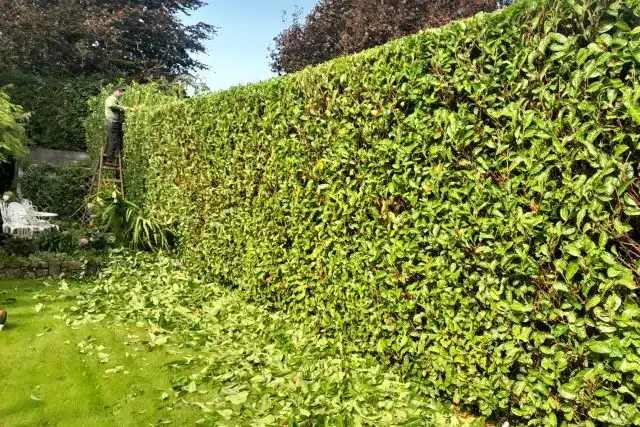 Seasonal Garden Maintenance in South Dublin Seasonal garden maintenance and hedge trimming in a South Dublin garden.